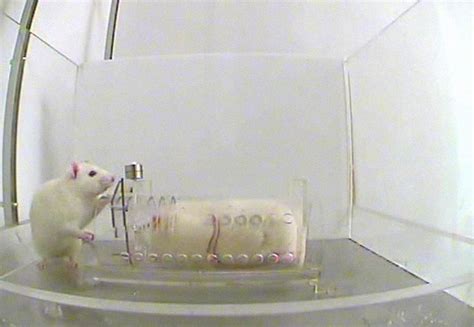 Scientists Conducted An Experiment To See How Much Rats Helped Their