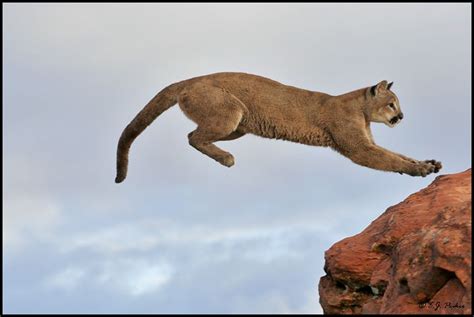 A Cougar About To Pounce In A Series Of Stunning Snapshots Красивые кошки Дикие животные