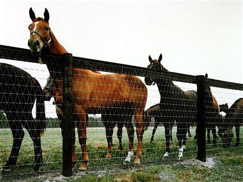 V Mesh Horse Fencing The Safest 1216 Gauge Wire For Horse Keeping