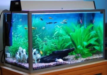 Maukah anda memiliki hiasan aquarium dengan budget rendah? 8 Cara Membersihkan Akuarium Kotor Yang Benar Secara Alami ...