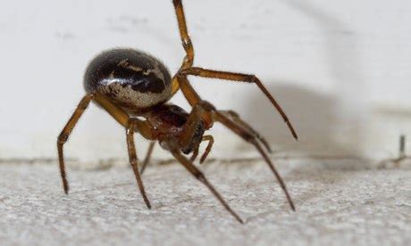 That's how they catch their insect prey, by injecting venom even a mild cat scratch can become infected and ooze pus. False widow spiders aren't out to get us - and their bite ...