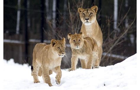 Snow Animals Lions Info And Pictures All Wildlife