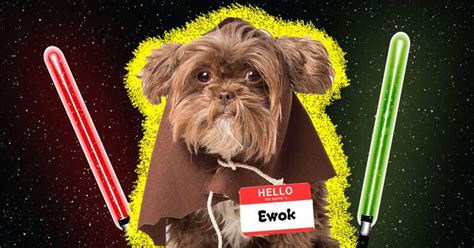 Star Wars Dog Names Which One Best Fits Your Pets Personality