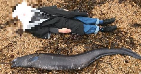 Giant Conger Eel Found On Devon Beach Devon Live