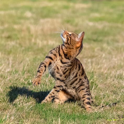 Bengal Cat Jumping Stock Photos Pictures And Royalty Free Images Istock