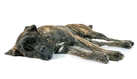 Cane Corso Energy Level — Surprising Information Cane Corso Dog Owner