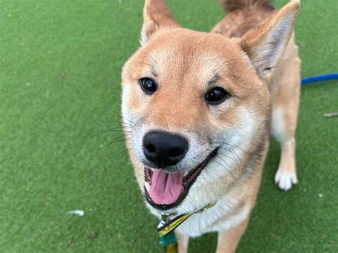 Adopt A Japanese Shiba Inu Rescue Dog Shobo Dogs Trust