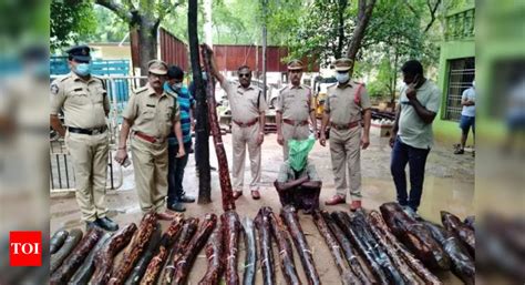 Task Force Arrest One Smuggler And Seized Red Sanders Logs Amaravati News Times Of India