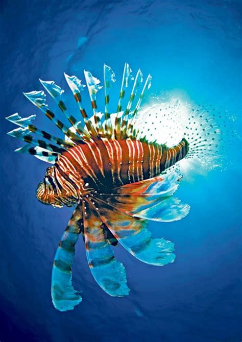 Fighting The Caribbeans Lionfish Invasion Telegraph