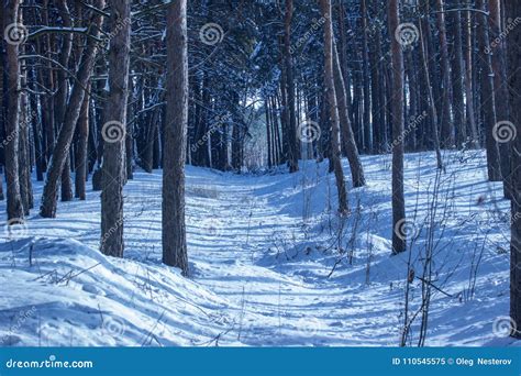 Snow Covered Path Leads Through A Mysterious Winter Forest Stock Image