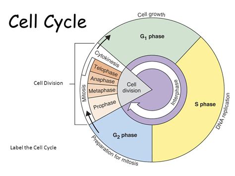 Cell Cycle And Cell Division Definitions Differences And Types