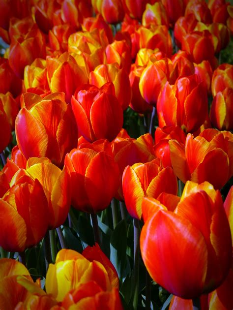 Fotos Gratis Naturaleza Pétalo Florecer Tulipán Naranja