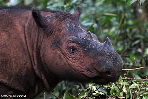 Mewaspadai Perkawinan Sedarah Badak Sumatera Leuser Conservation