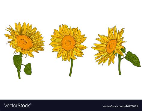 Drawing Yellow Sunflowers Royalty Free Vector Image