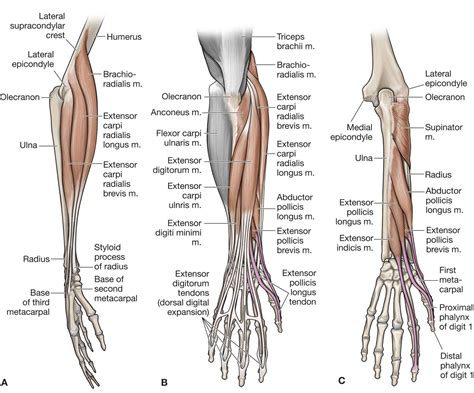 The Forearm Wrist And Hand Musculoskeletal Key