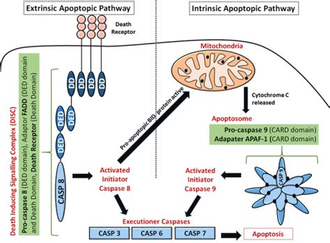 Apoptosis Programmed Cell Death Caspases Teachmephysiology