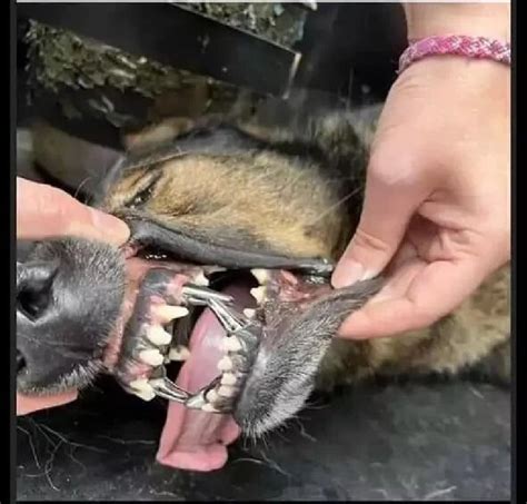 Rcmp Explain Why Police Dog In Bc Received Titanium Teeth