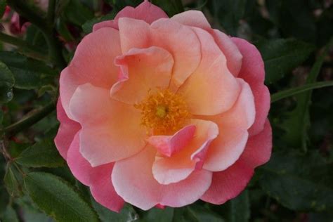 Summer Passion Floribundas Old Garden Roses Rose Catalog Tasman