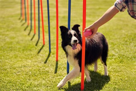 Best Agility Training Products For Dogs Training My Best Friend