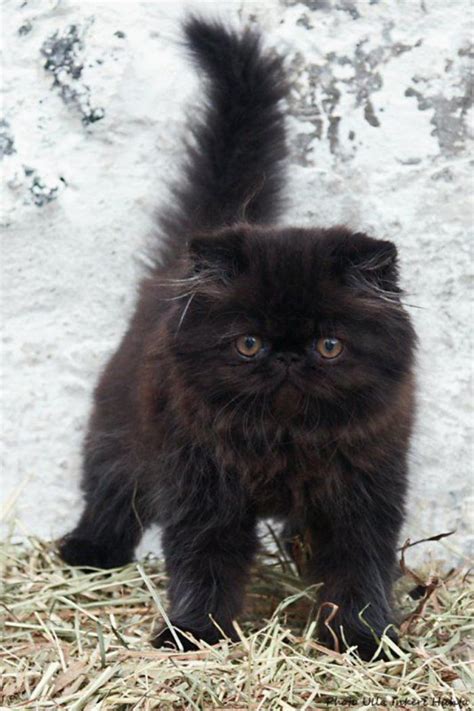 le chat persan en   qui vous feront aimer cette race de chats archzinefr