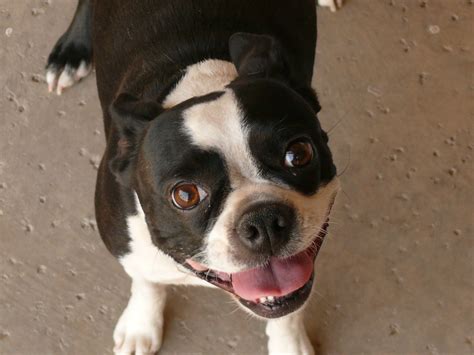 Boston Terrier Information Dog Breeds At Thepetowners