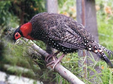 Majathal Sanctuary In Himachal Pradesh India Bird State Birds
