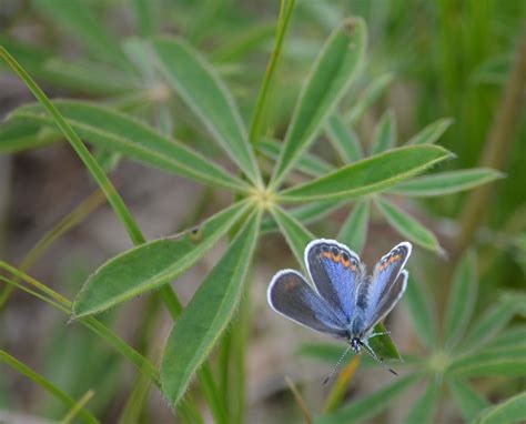Female Karner Blue Butterfly