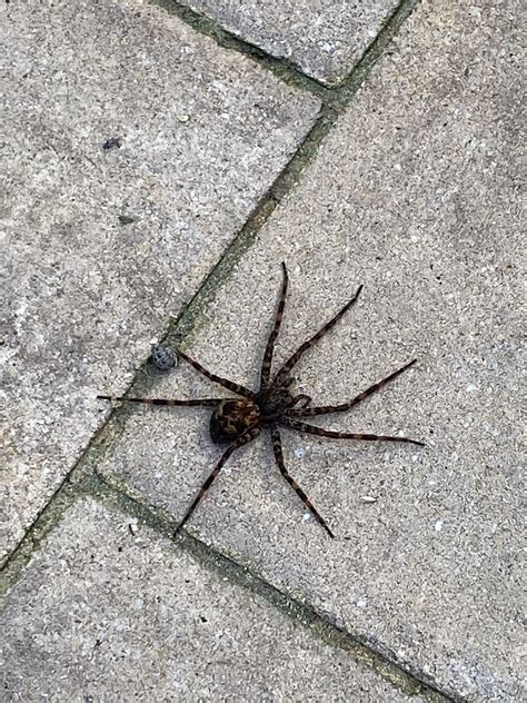 Unidentified Spider In Long Island New York United States