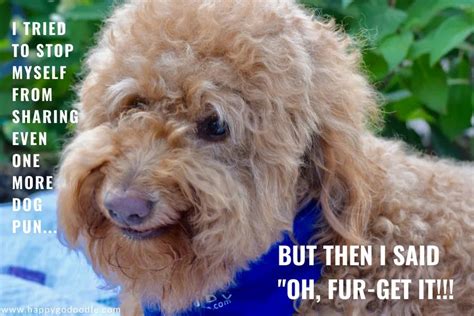 50 Dog Puns The Ultimutt List To Make You Smile Or Grrrroan