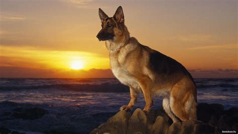 #german shepherd puppies #german shepherd puppy #german shepherd #cute animals #german shepherds. German Shepherd Dog Wallpaper ·① WallpaperTag