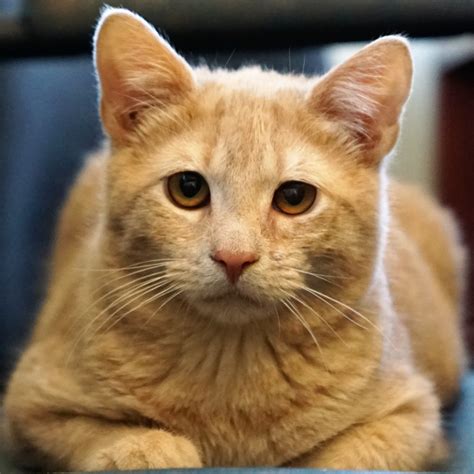 I had doubts about taking in this guy, as i thought it would be more of a burden than a pleasure. Alley Cat Allies | Adopt a Cat