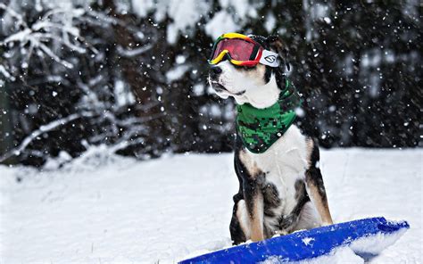 Dog Snow Winter Sled Glasses Humor Funny Wallpapers Hd Desktop