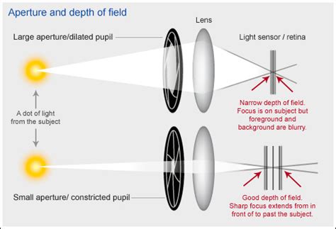 How Does A Camera Aperture Work › Ask An Expert Abc Science