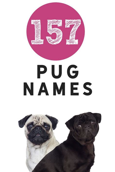 157 Pug Names For Your New Pug Check Them Out And Give Them An