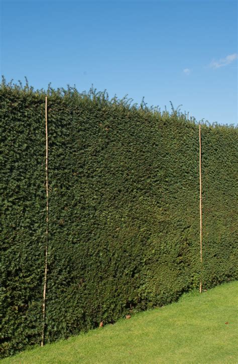 15 Amazing Living Fence Ideas For Your Yard Bees And Roses