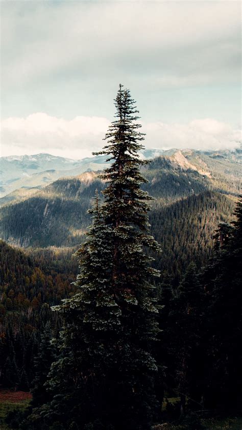 Spruce Tree Hills Nature