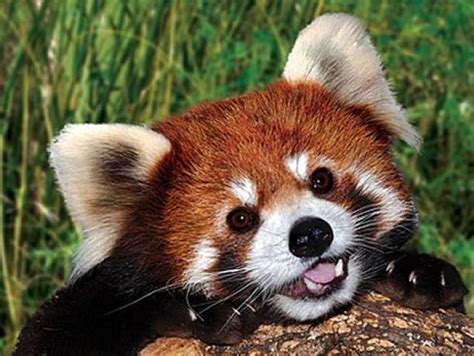 El Ojo Del Buitre Oso Panda Rojo Ailurus Fulgen