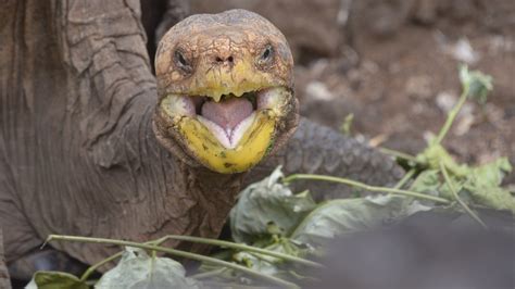 Sex Mad 100 Year Old Tortoise Named Diego Saves Galapagos Species From