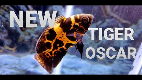 Tiger Oscar Tank Setup Youtube