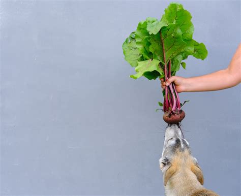 A small taste of dog food is unlikely to cause any harm and dog food when eaten for a short term will not harm you. Can Dogs Eat Beets Safely? | Dog Food Care