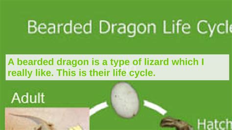 The Life Cycle Of A Bearded Dragon By Gill Cameron