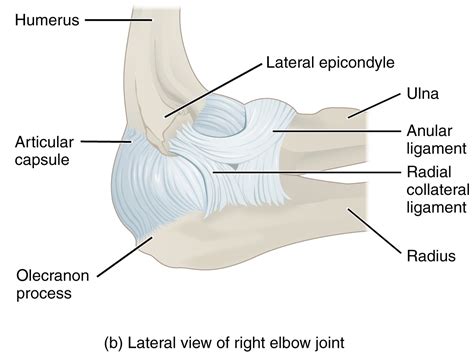 Structure Of Elbow Joint