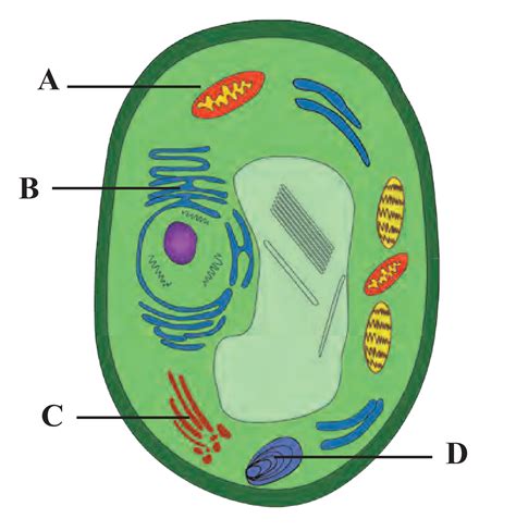 5 Cell Structure And Organization