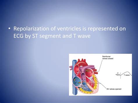 Ppt Anatomy And Electrophysiology Of The Heart Powerpoint