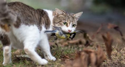 Australia Is Planning To Kill 2 Million Feral Cats By Airdropping