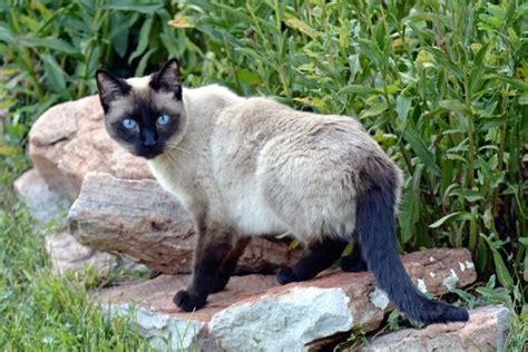 13 Most Popular Siamese Cat Colors Youll Love I The Discerning Cat