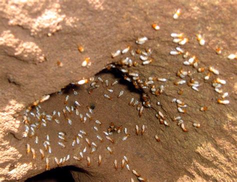 Know the difference between cystic acne and. What Do Termites Look Like and What Do You Need to Know?