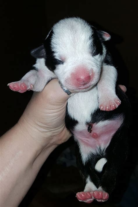 Newborn Puppy 5 Hrs Old Looks Like Baby Panda Baby Animals Newborn