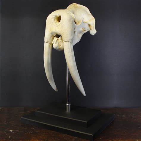 Very Large Adult Walrus Skull On Custom Pedestal Odobenus Catawiki