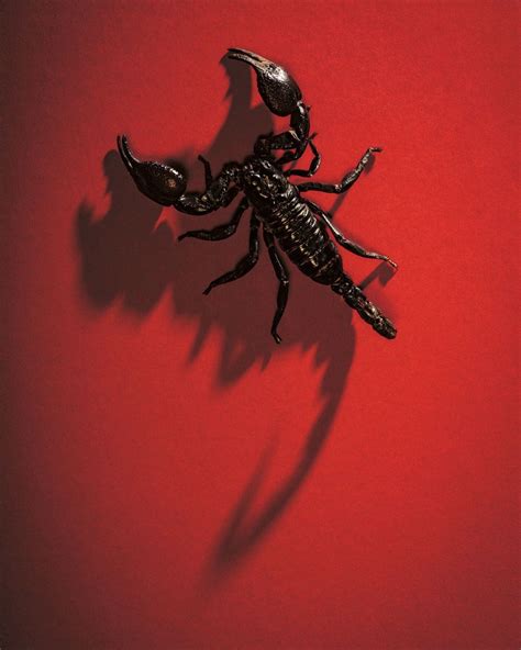 Scorpion Arachnid Scorpion Drawing Scorpion Art Scorpion Tattoo